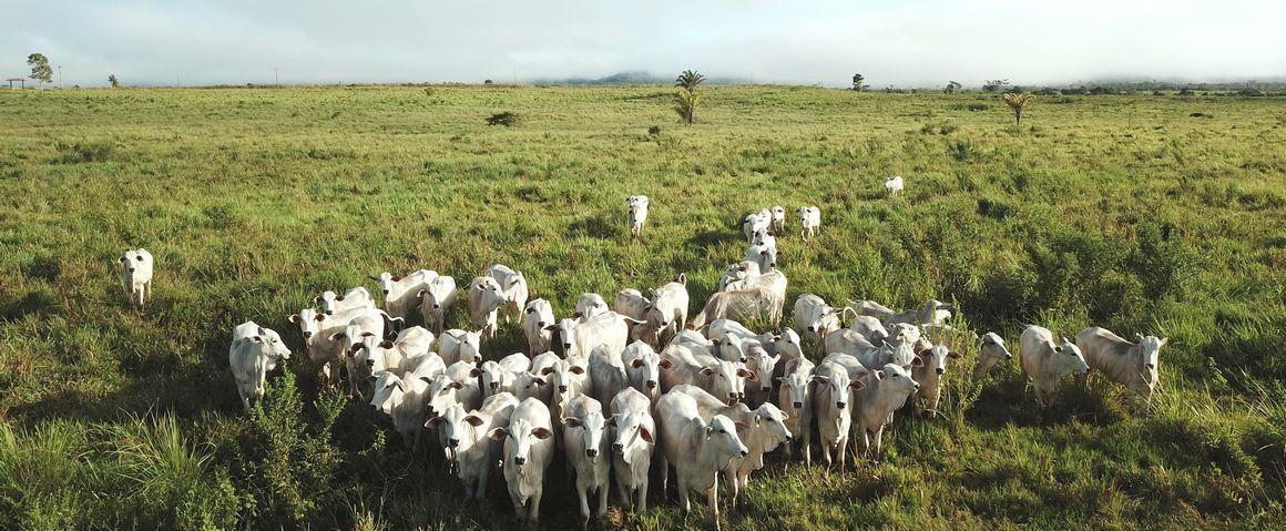 Un troupeau de vaches à Paragominas, Brésil © R. Poccard Chapuis, Cirad